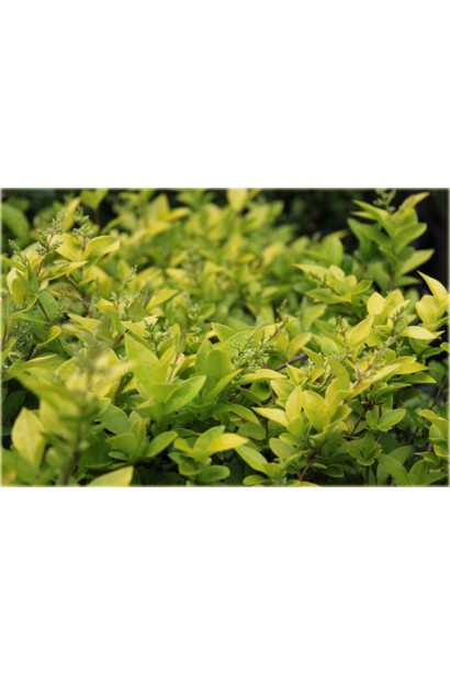 Характеристика Ligustrum Vicaryi